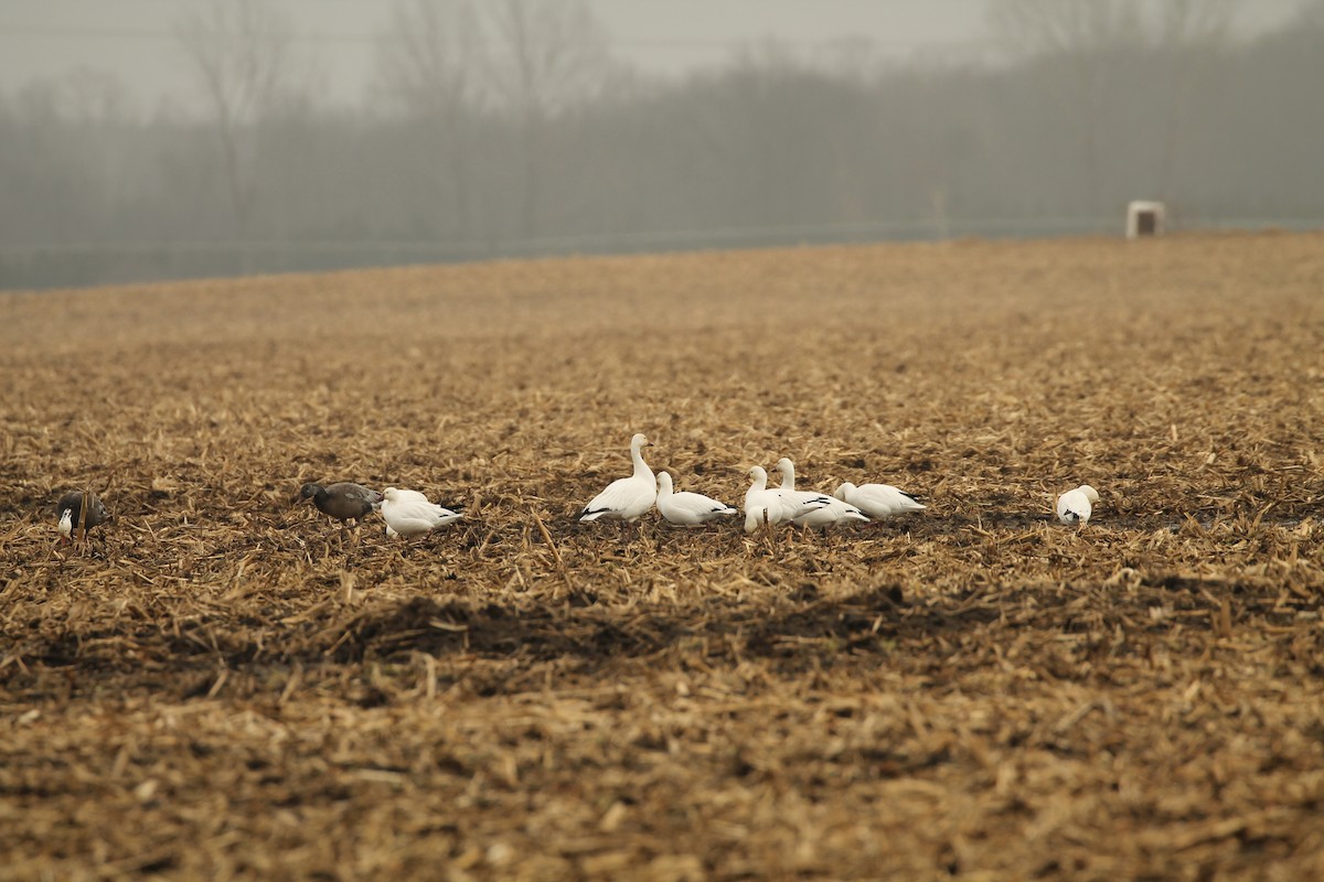 Ross's Goose - Jess sory