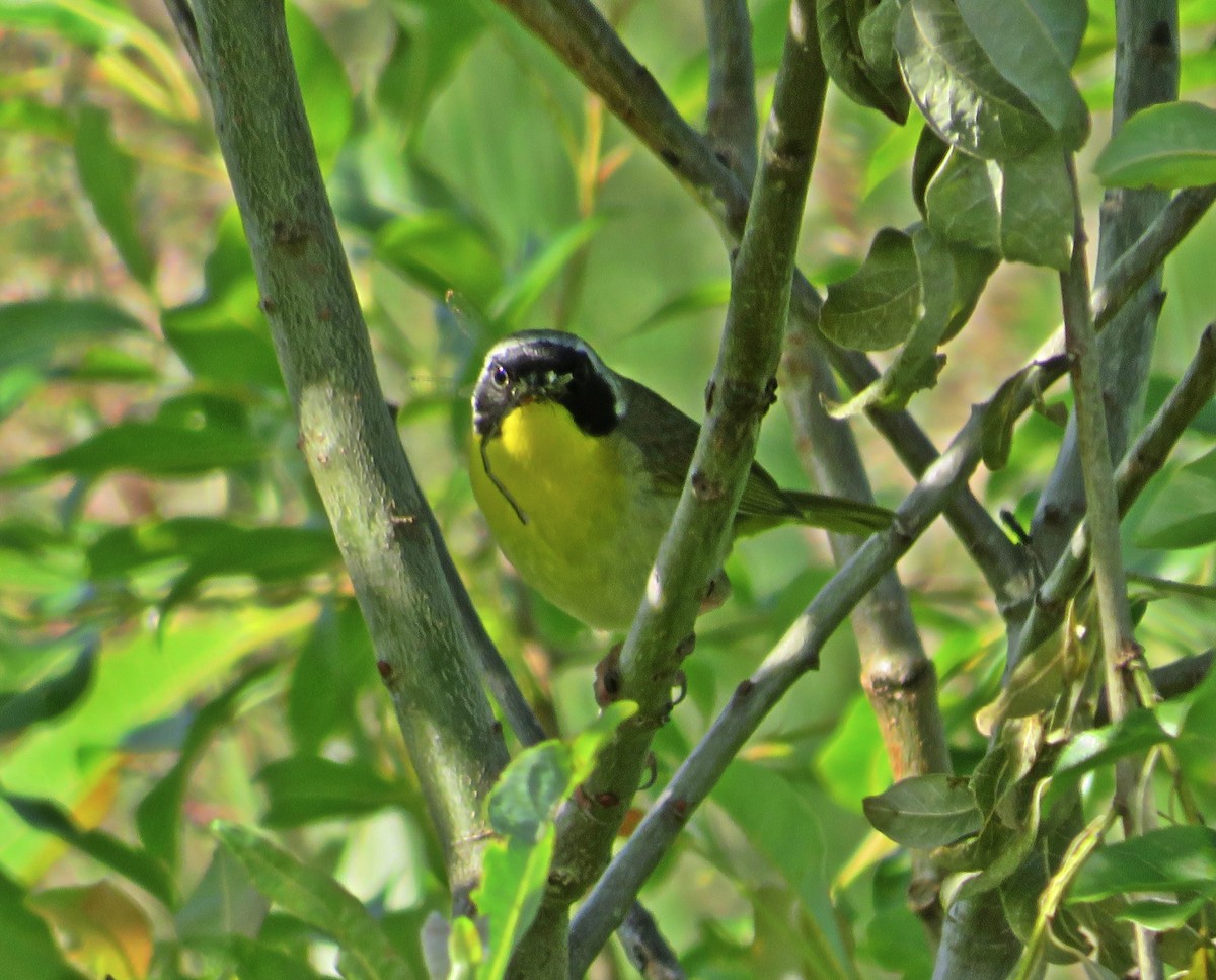 Common Yellowthroat - ML464530741