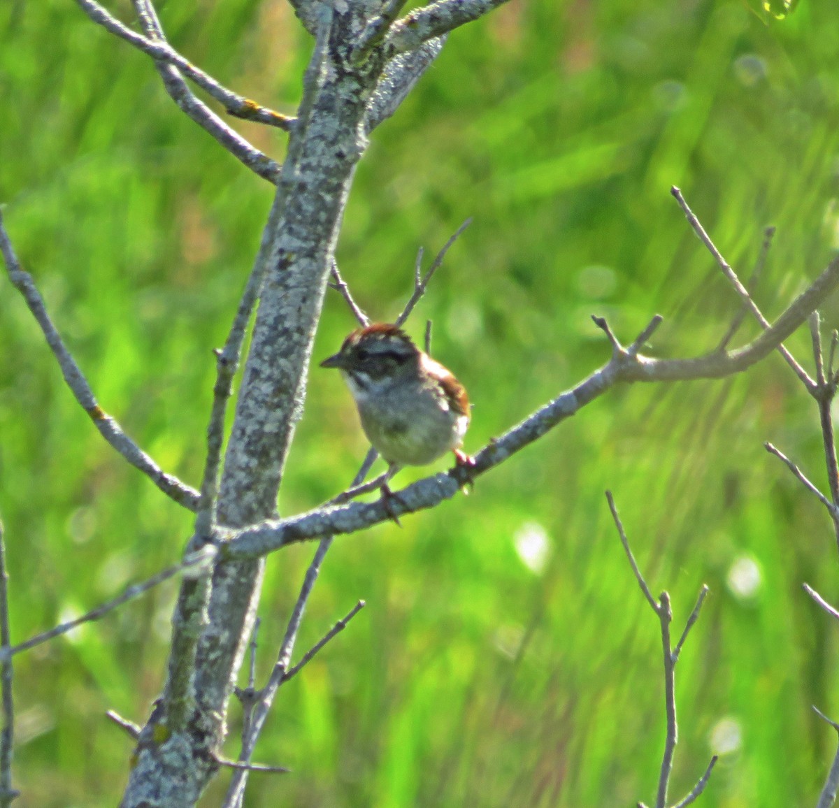 Swamp Sparrow - ML464530751