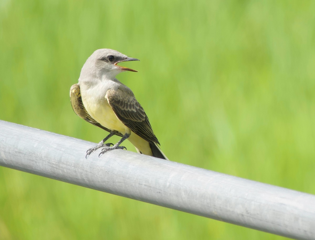 Western Kingbird - ML464531211