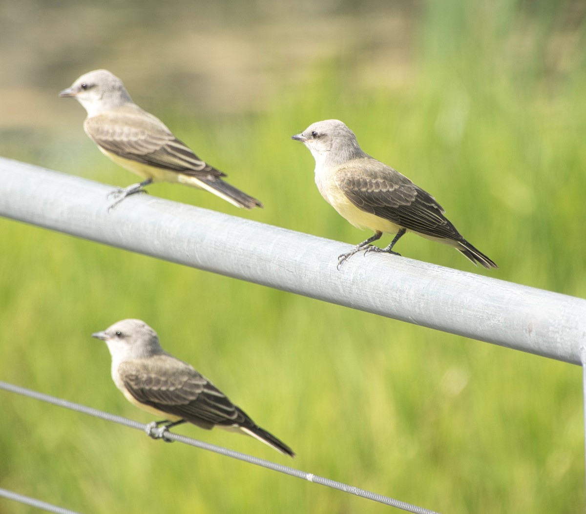 Western Kingbird - ML464531281