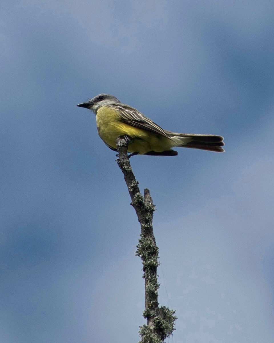 Western Kingbird - ML464531401