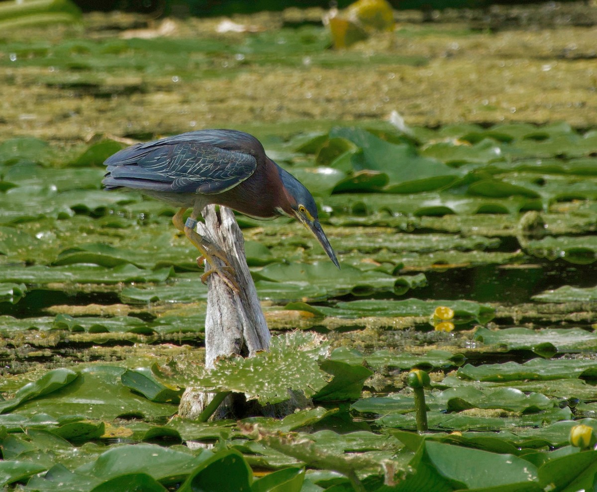 Green Heron - ML464531521