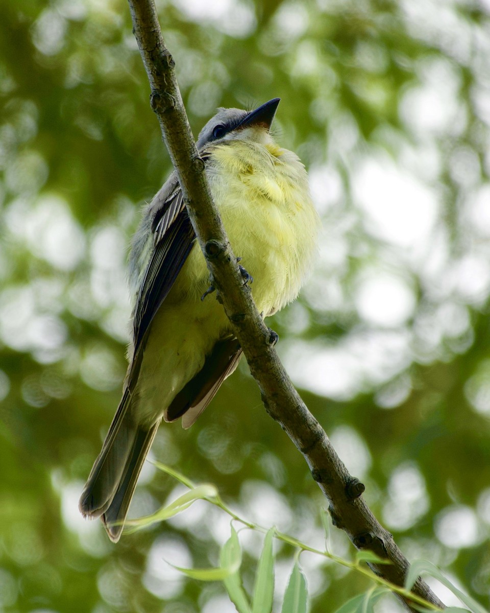 Couch's Kingbird - ML464531871