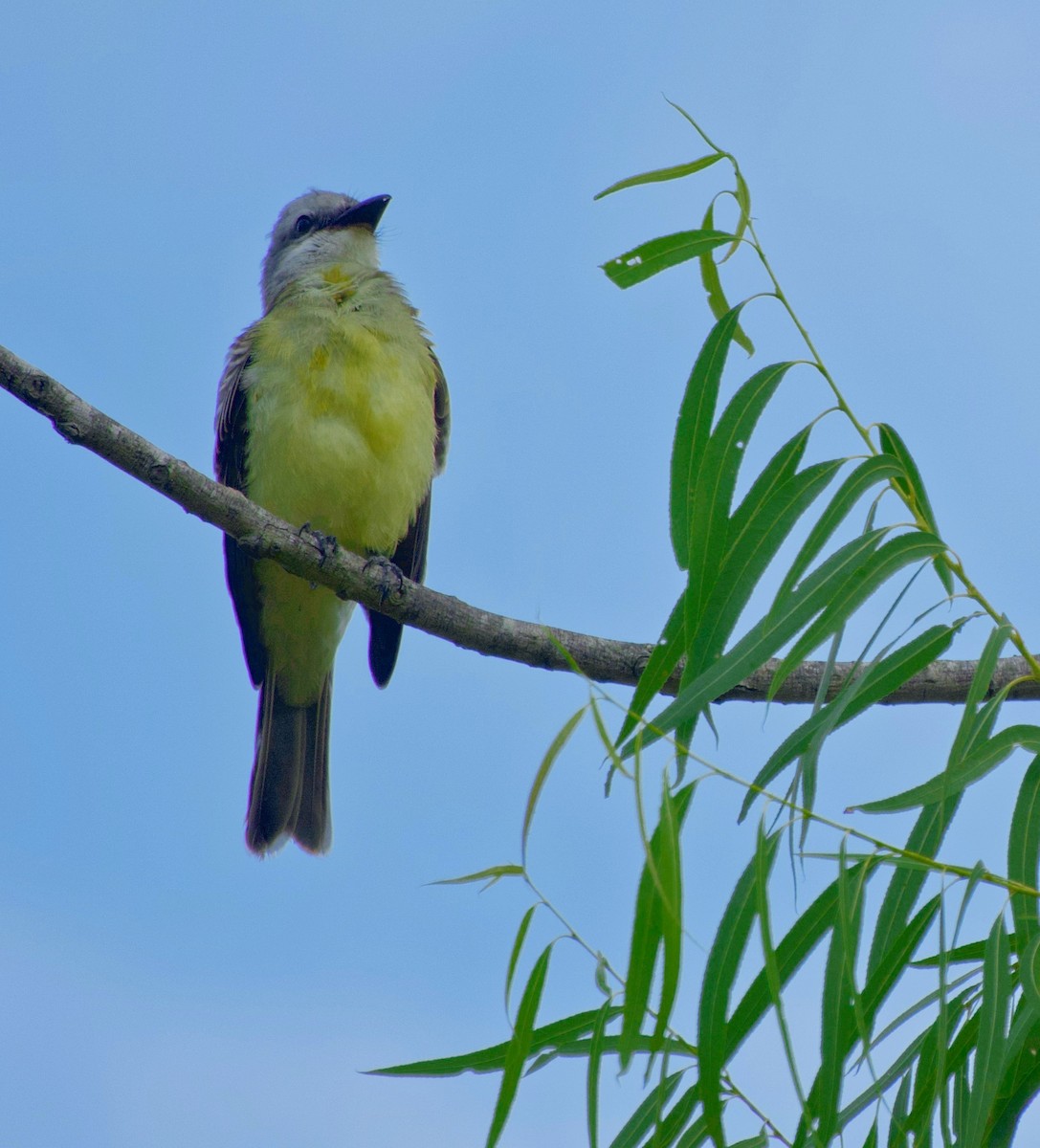 Couch's Kingbird - ML464531921