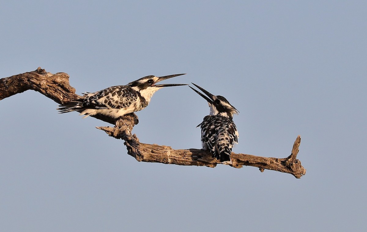 Pied Kingfisher - ML464532101