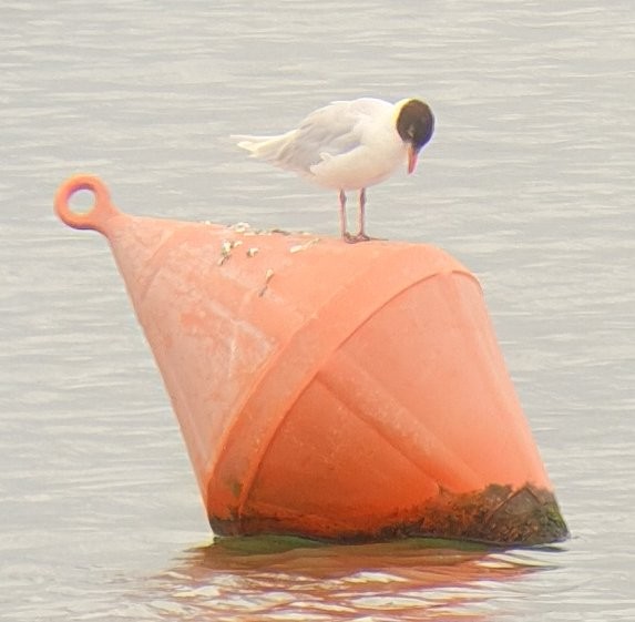 Mediterranean Gull - Etienne Decencière