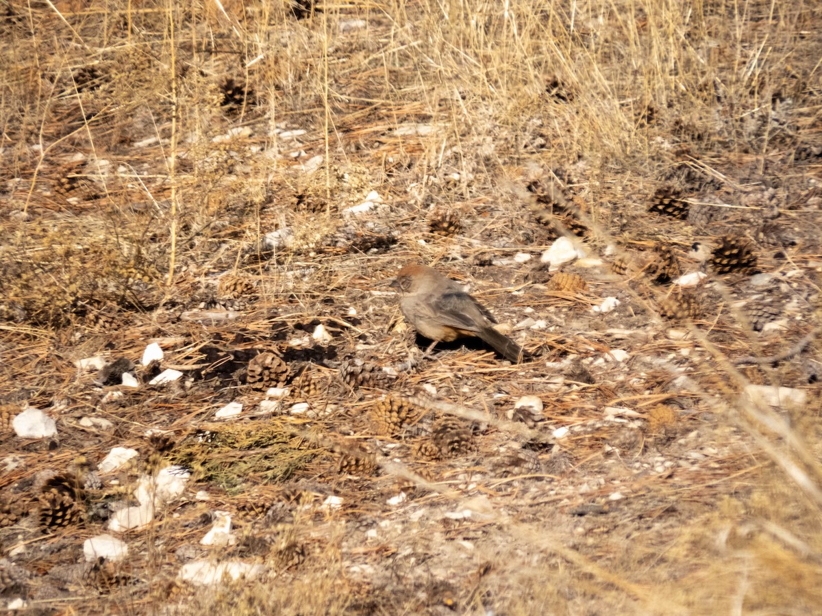 Canyon Towhee - Adam Betuel