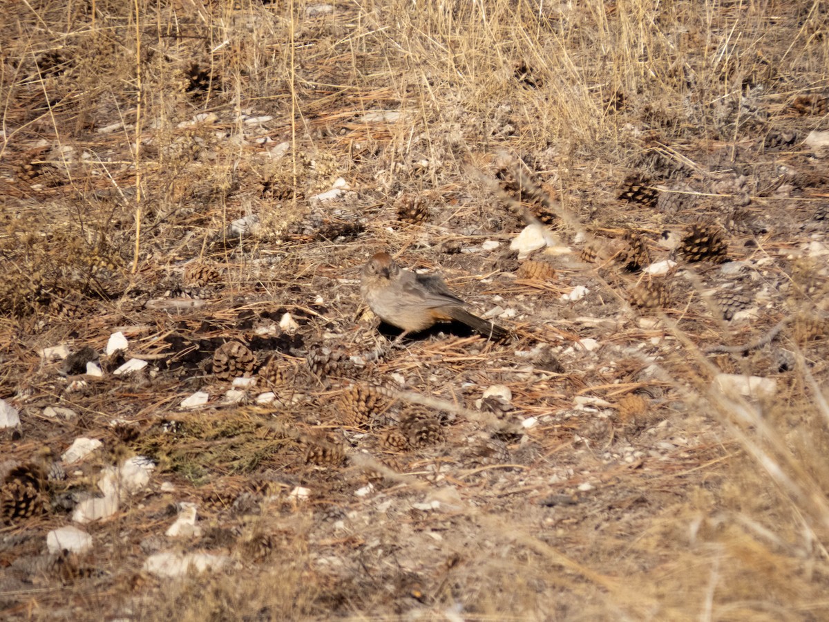 Canyon Towhee - Adam Betuel