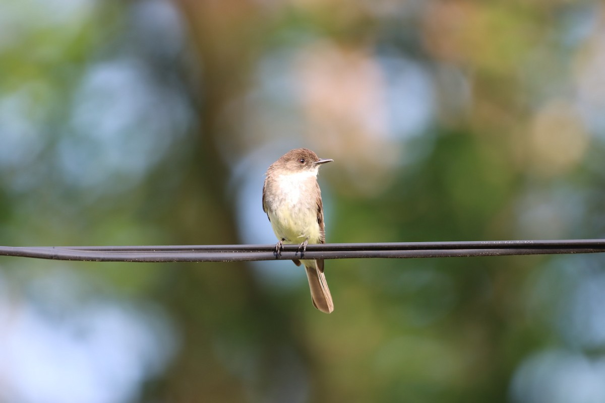 Eastern Phoebe - ML464533761