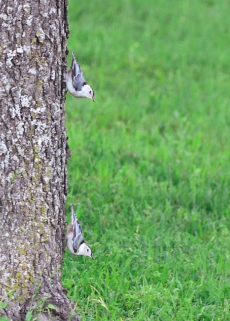 White-breasted Nuthatch - ML464534171