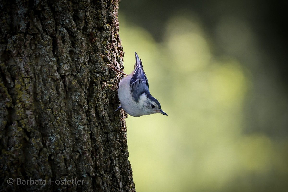 White-breasted Nuthatch - Barbara Hostetler