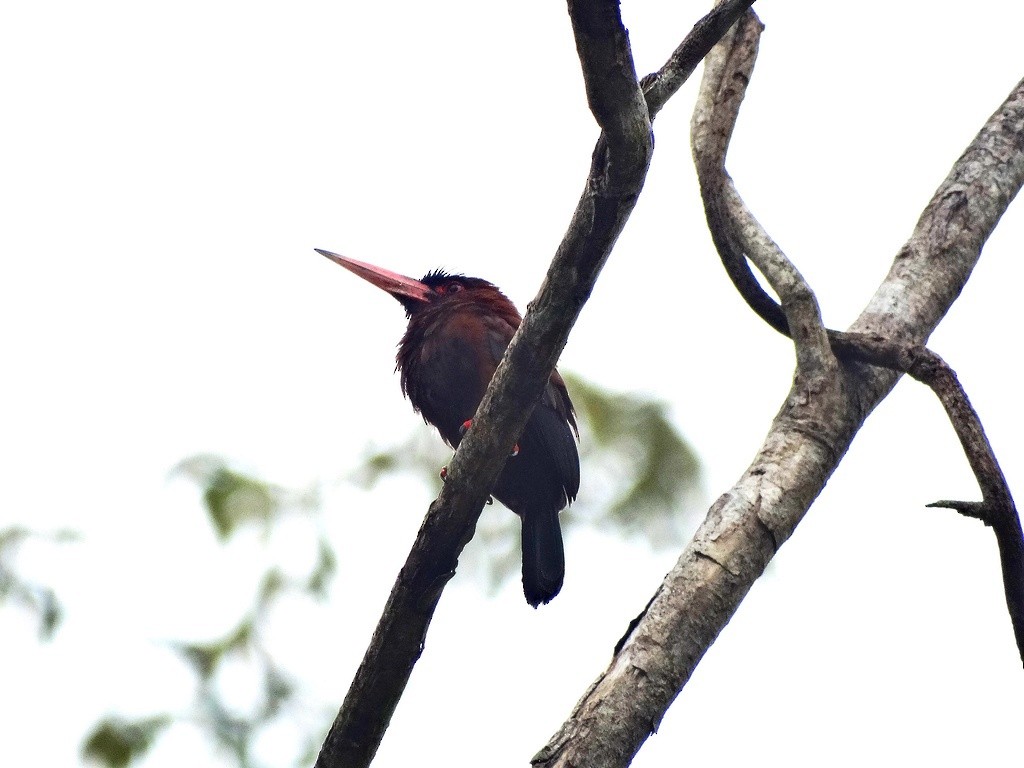 Purus Jacamar - ML46453791