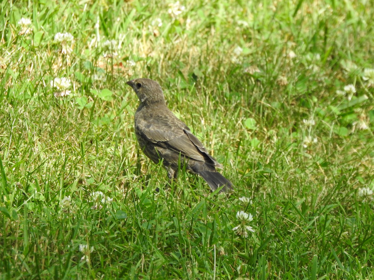 Brown-headed Cowbird - ML464538071