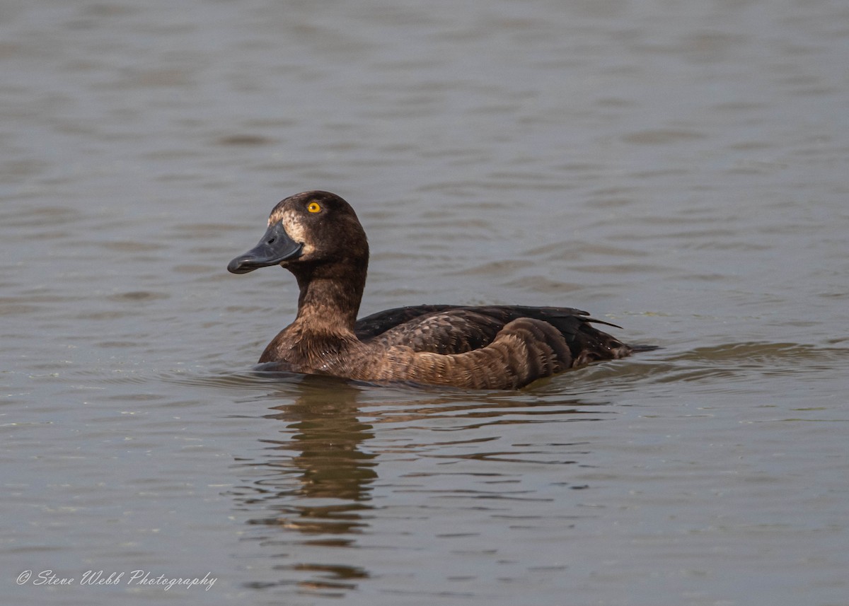 Tufted Duck - ML464538341