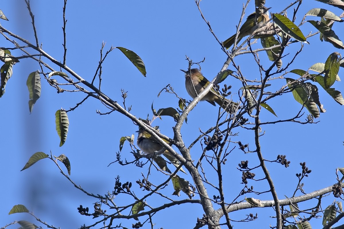 Mountain Bulbul - ML464538351