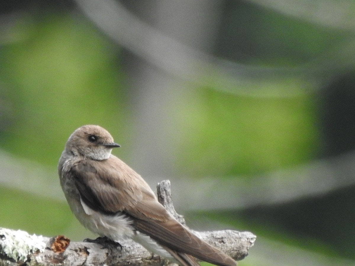 Northern Rough-winged Swallow - ML464538731