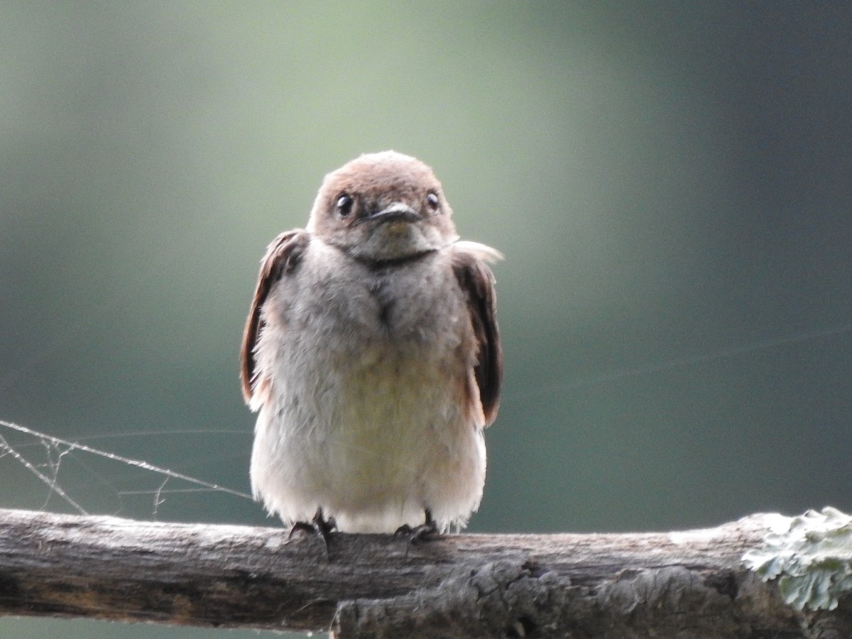 Northern Rough-winged Swallow - ML464538741