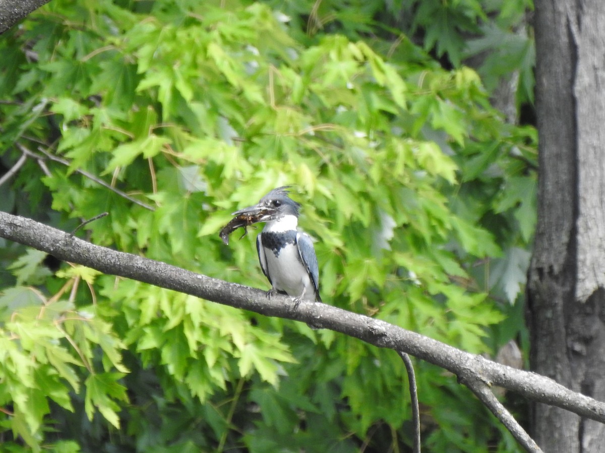 Belted Kingfisher - ML464539021