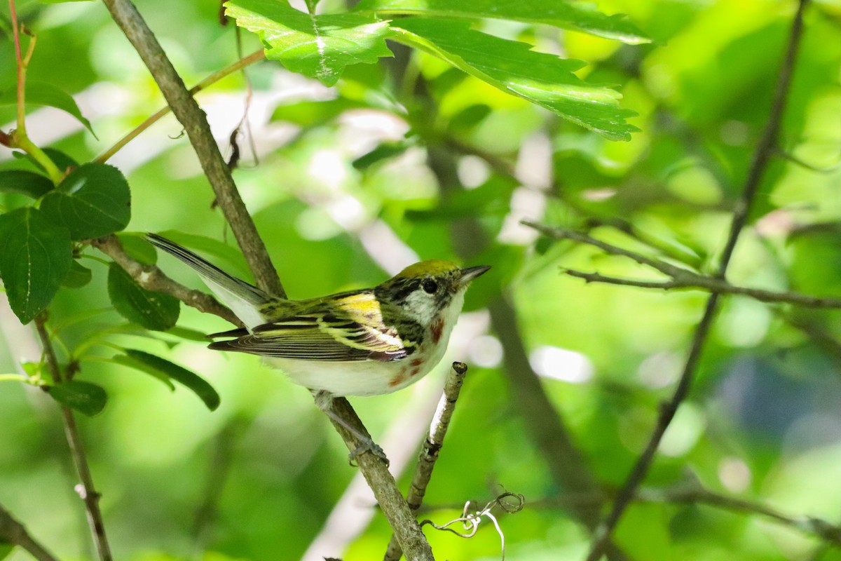 Chestnut-sided Warbler - ML464539801