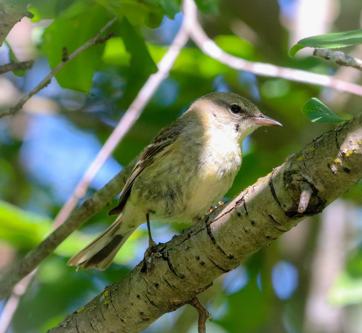 Pine Warbler - ML464540021