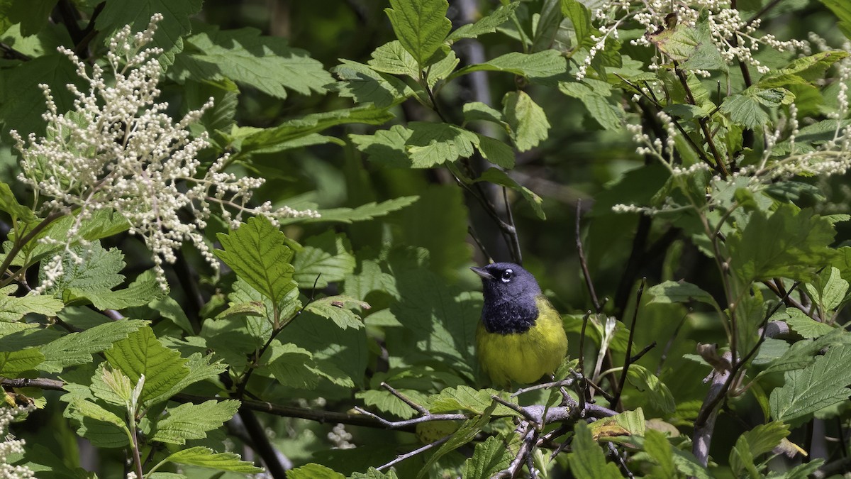 MacGillivray's Warbler - ML464540671