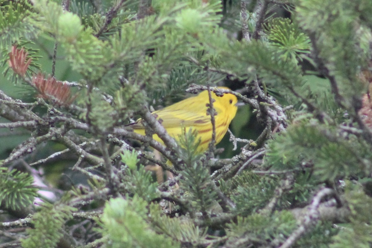 Yellow Warbler (Northern) - ML464540881