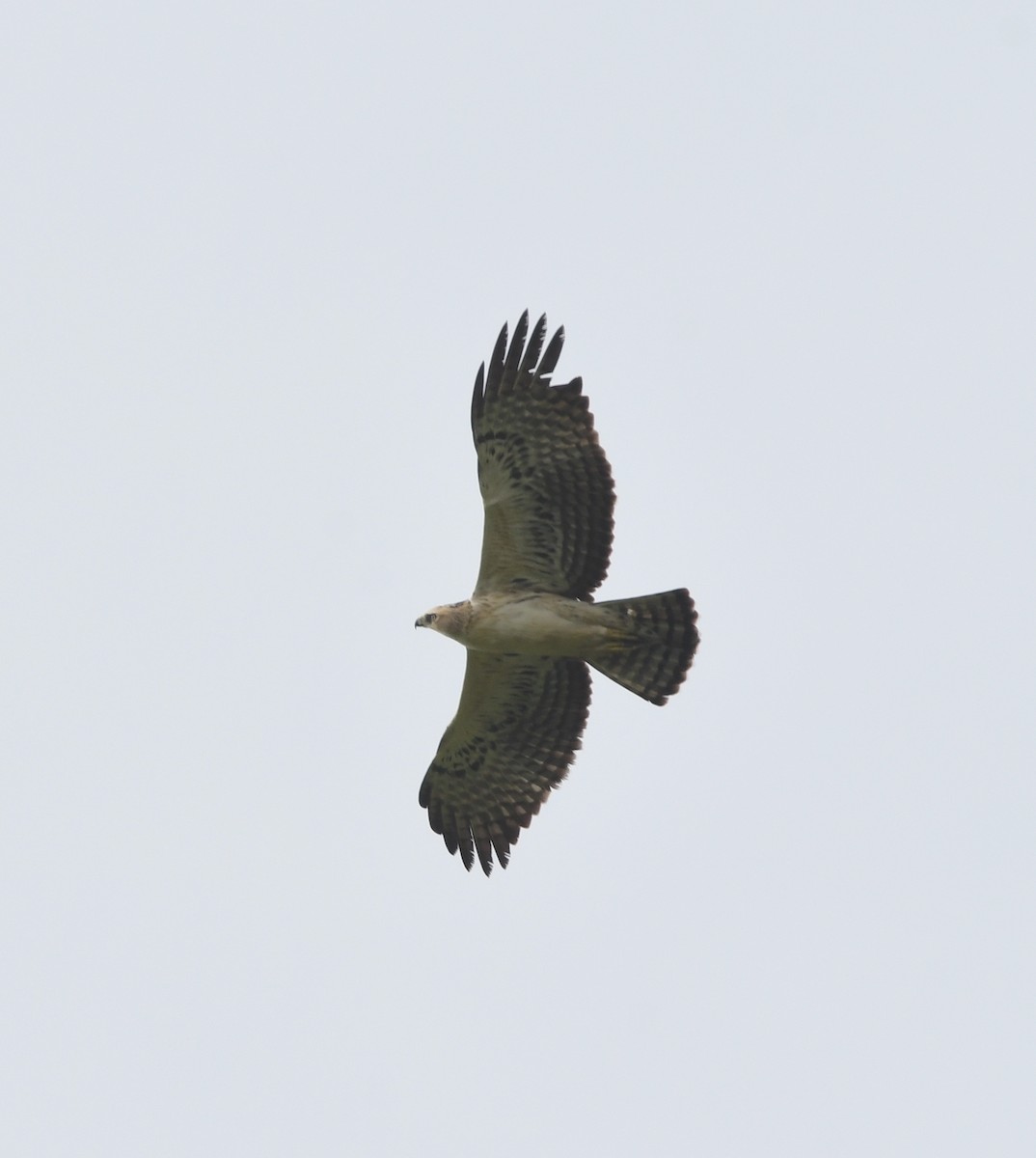 Ayres's Hawk-Eagle - Gabriel Jamie