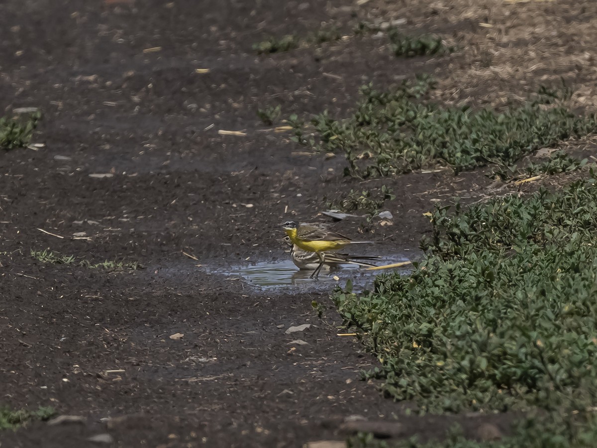 Western Yellow Wagtail - ML464541431