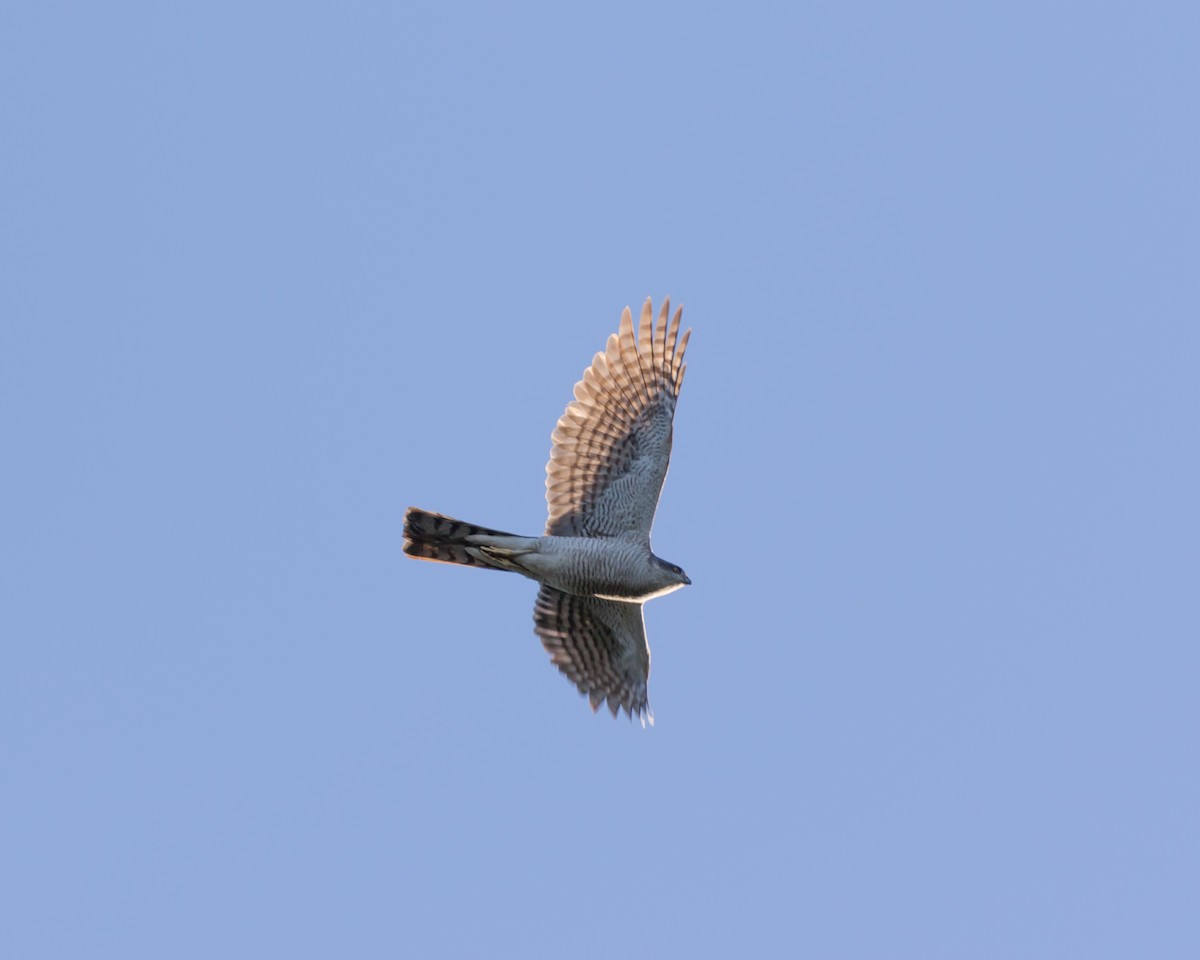 Eurasian Sparrowhawk - ML464542351