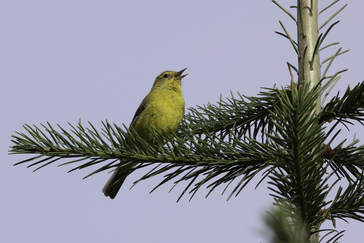 Orange-crowned Warbler - ML464543021