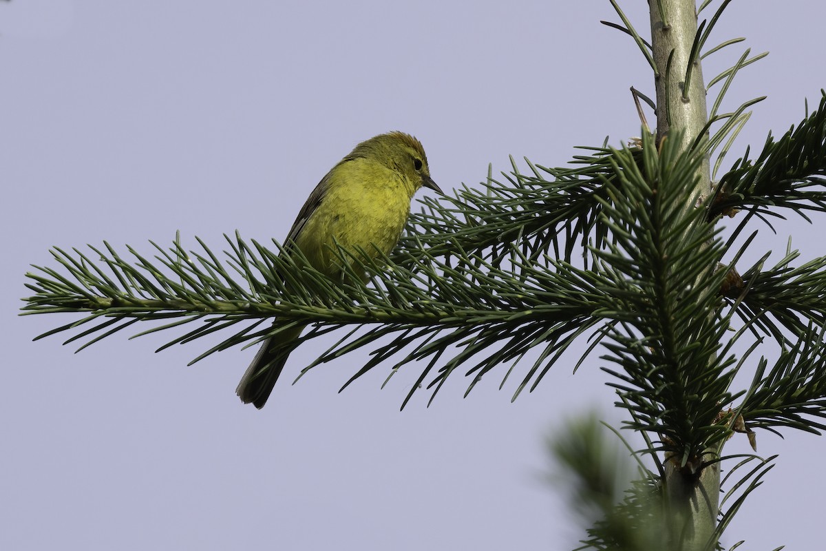 Orange-crowned Warbler - ML464543031