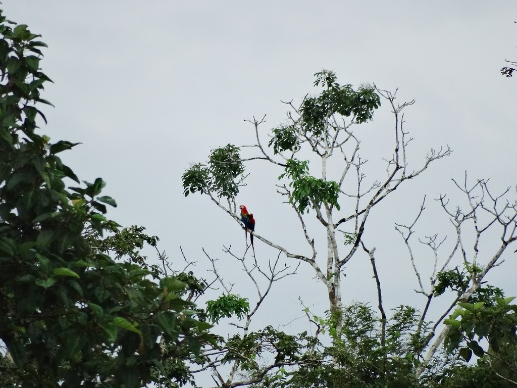 Scarlet Macaw - ML46454371