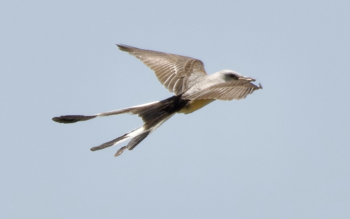 Scissor-tailed Flycatcher - ML464543841