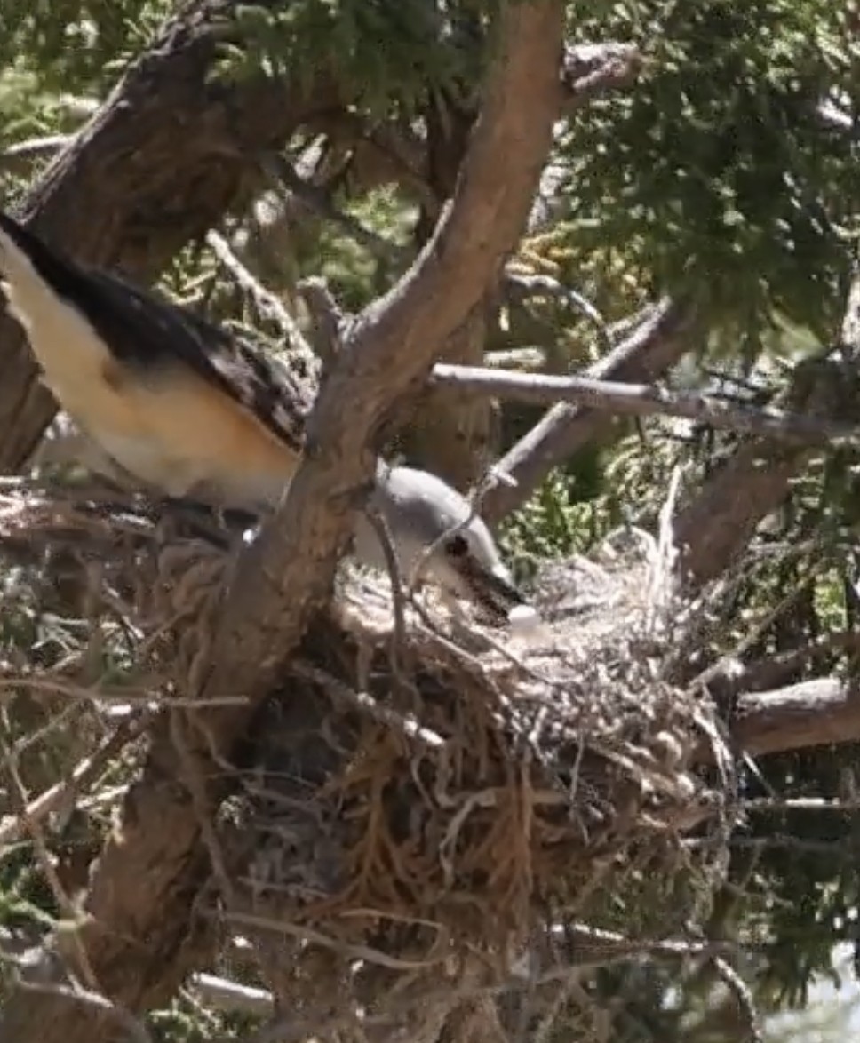 Scissor-tailed Flycatcher - ML464543851