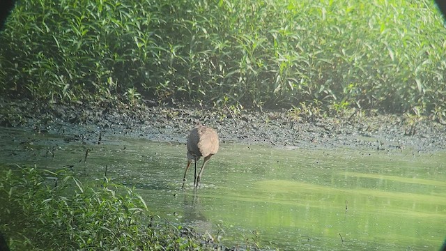 Limpkin (Speckled) - ML464544411