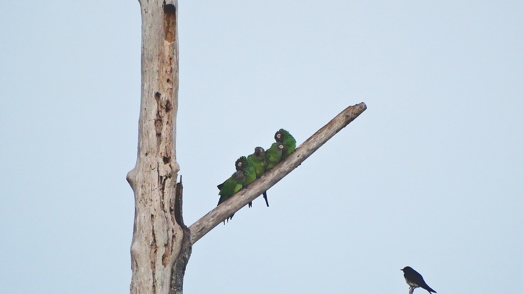 Dusky-headed Parakeet - Helbert Noventa