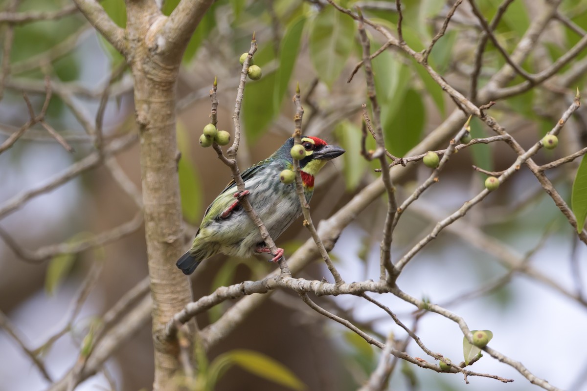 Coppersmith Barbet - Christopher Sloan