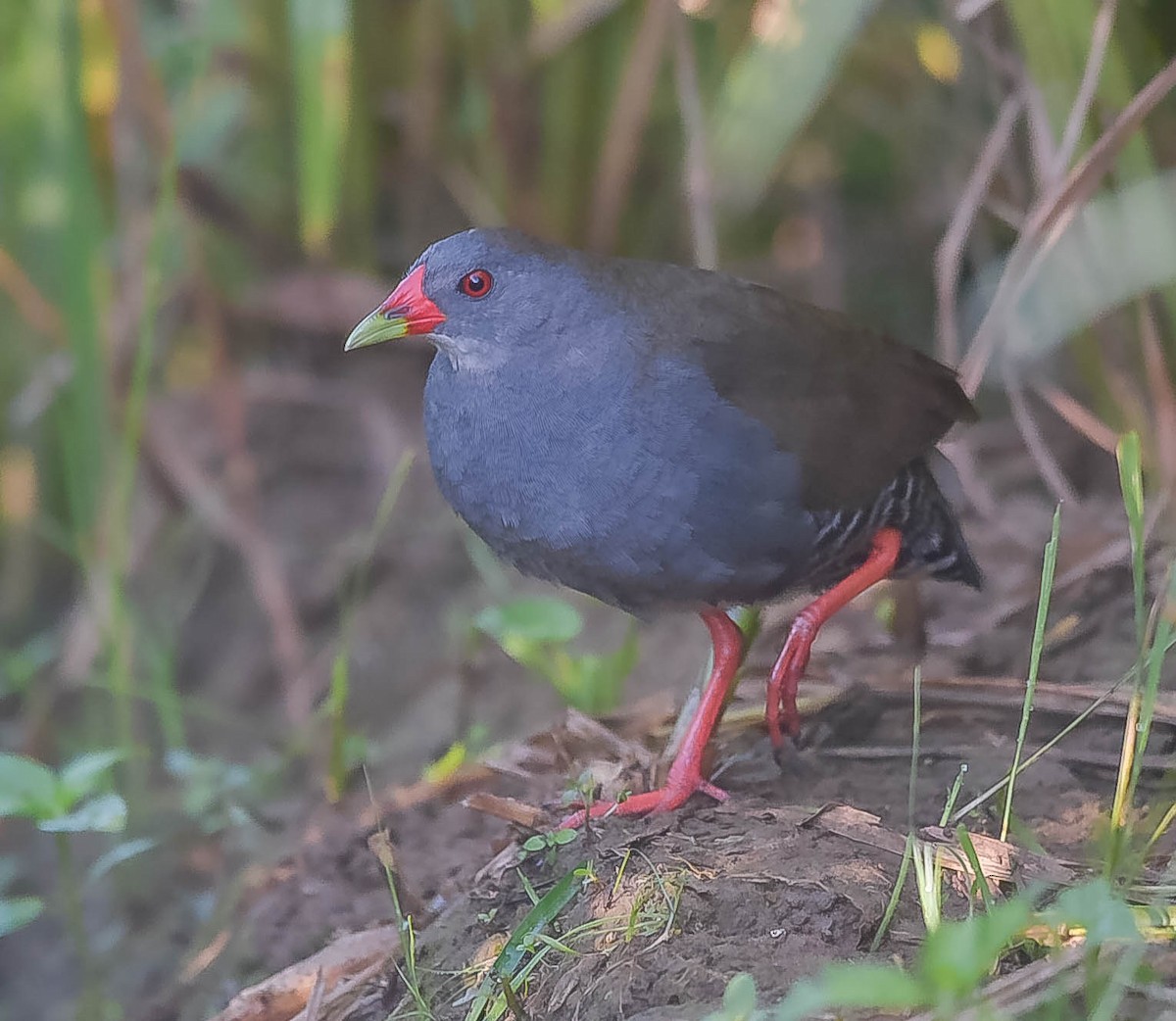 Paint-billed Crake - ML464547121