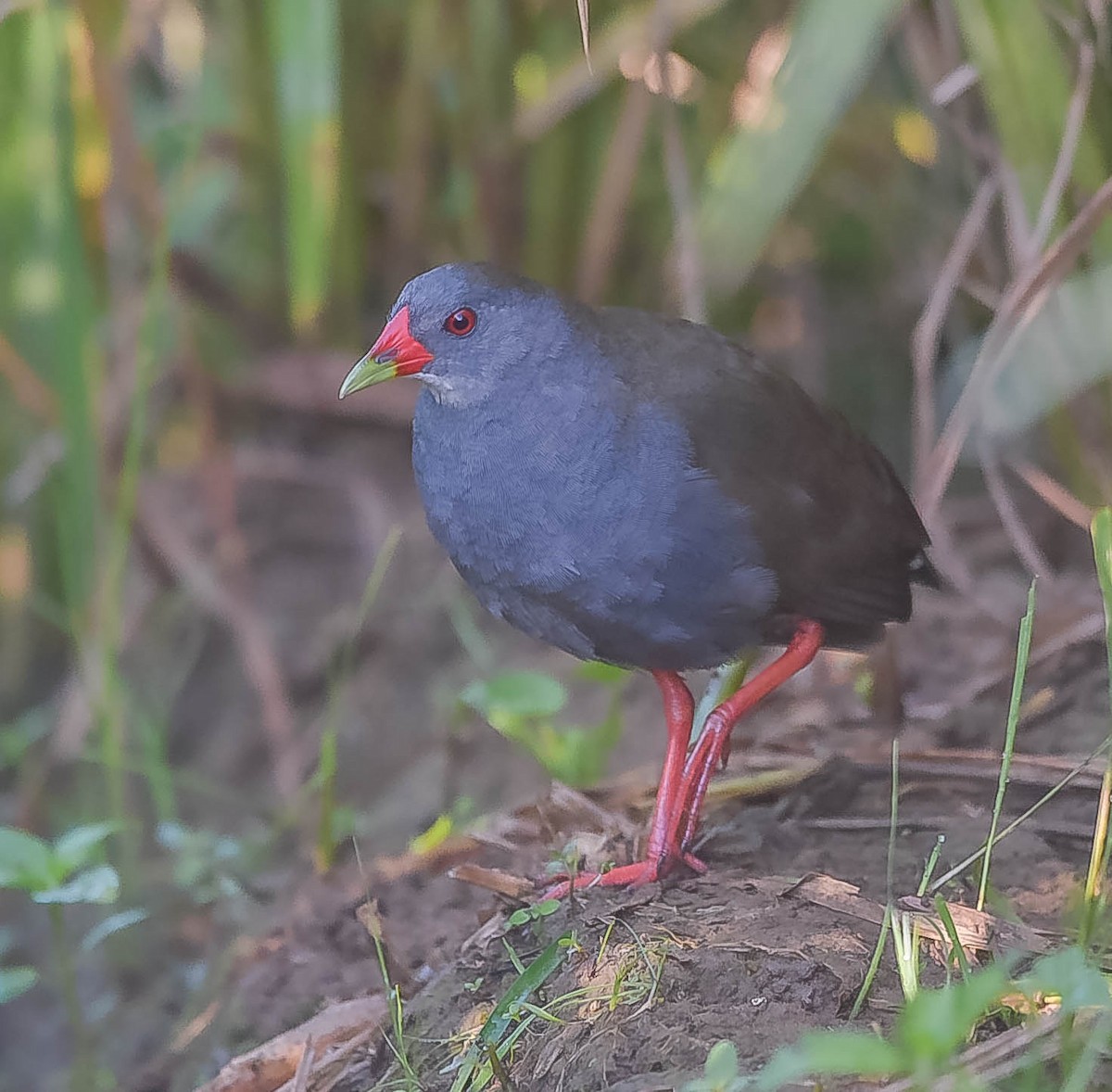 Paint-billed Crake - ML464547131