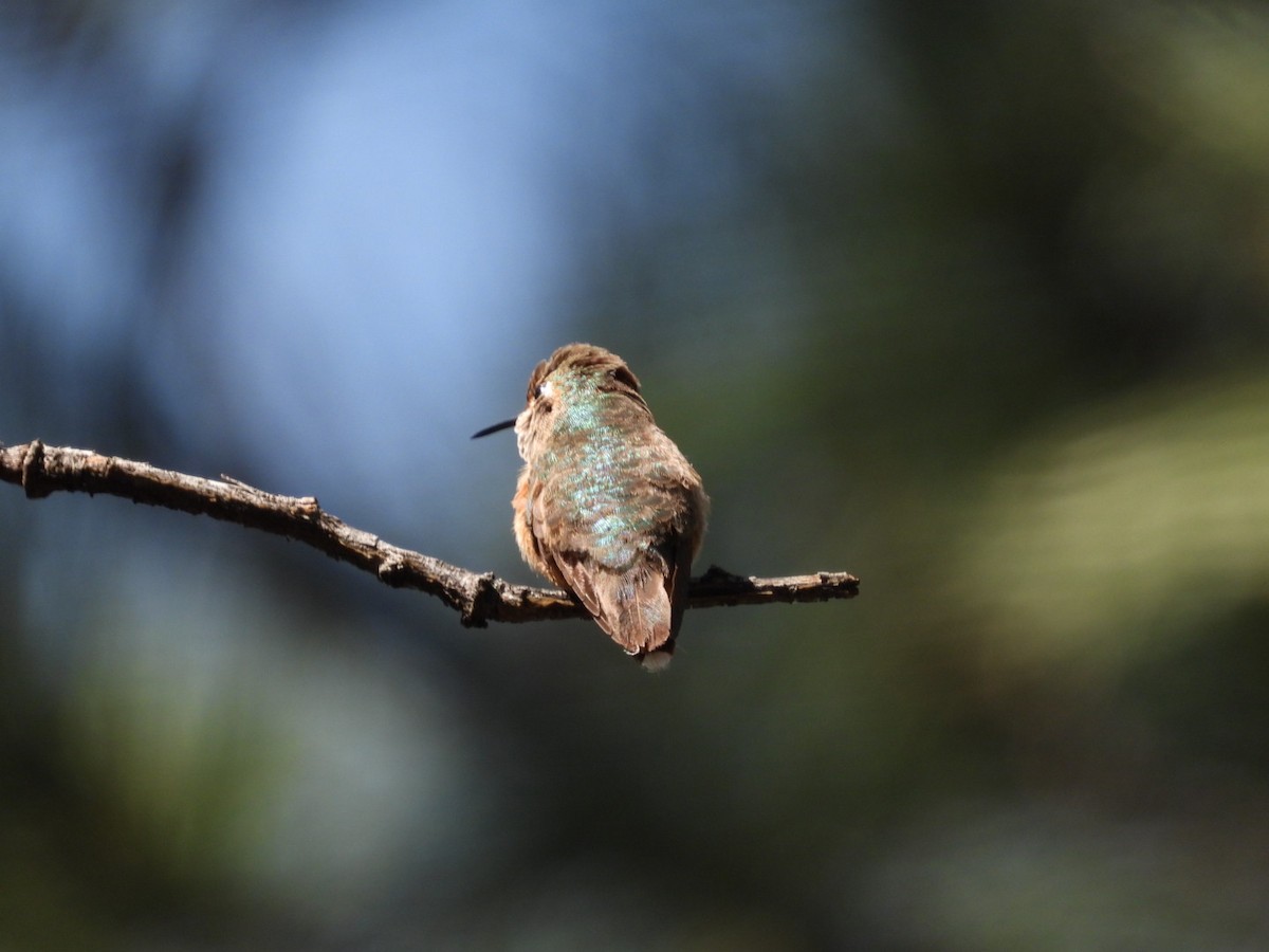 Broad-tailed Hummingbird - ML464547391