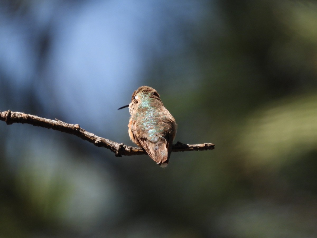 Geniş Kuyruklu Kolibri - ML464547391