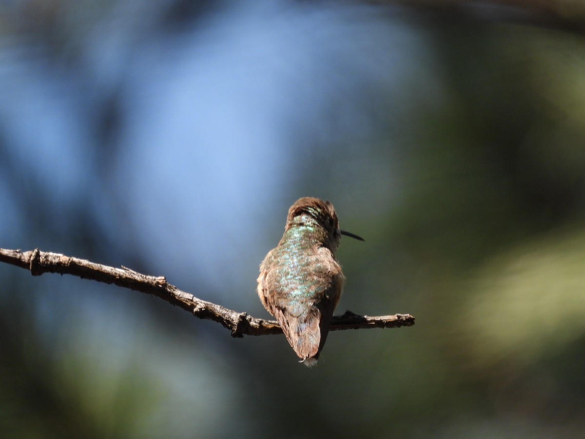 Broad-tailed Hummingbird - ML464547401