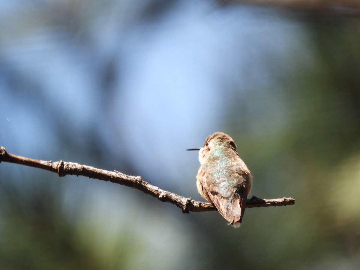 Broad-tailed Hummingbird - ML464547411