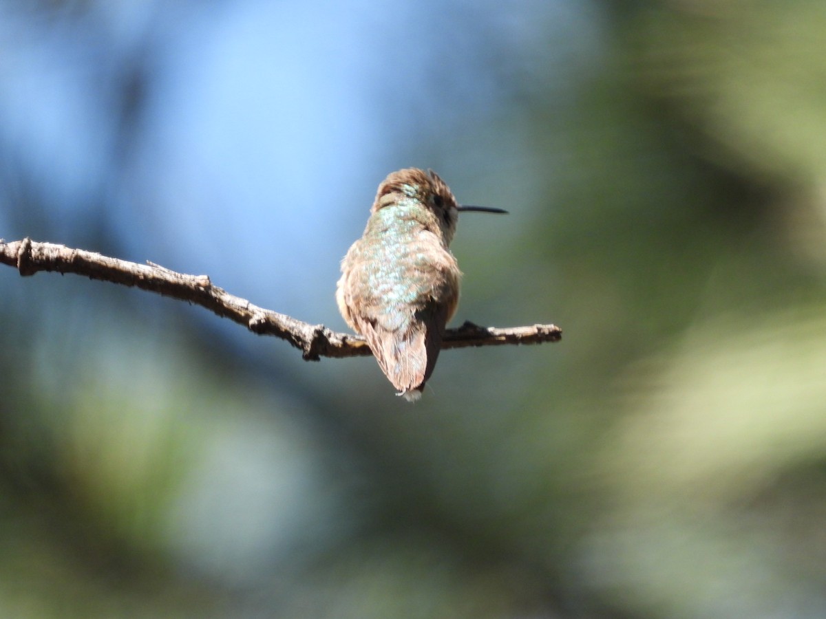 Broad-tailed Hummingbird - Ben Simmons