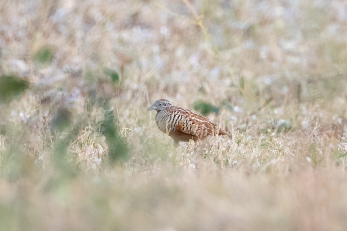 Barred Buttonquail - Christopher Sloan