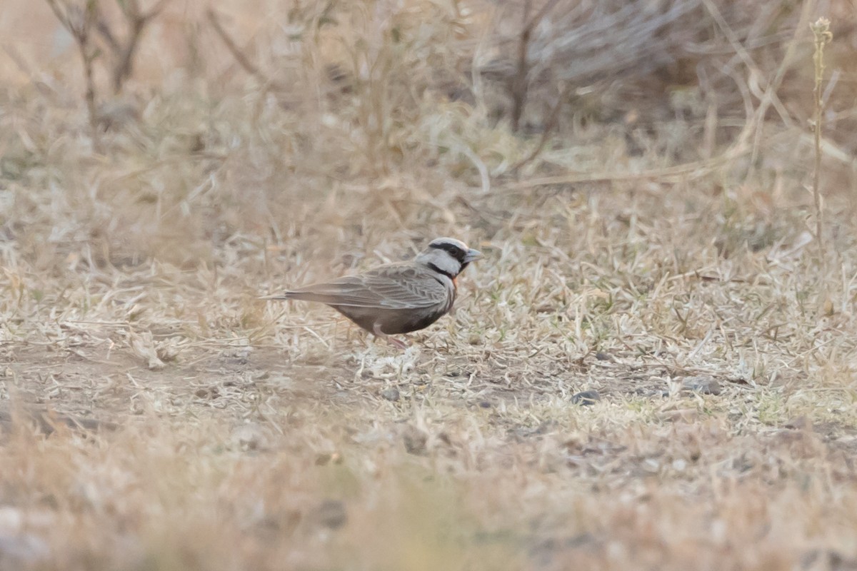 Ashy-crowned Sparrow-Lark - ML464547891