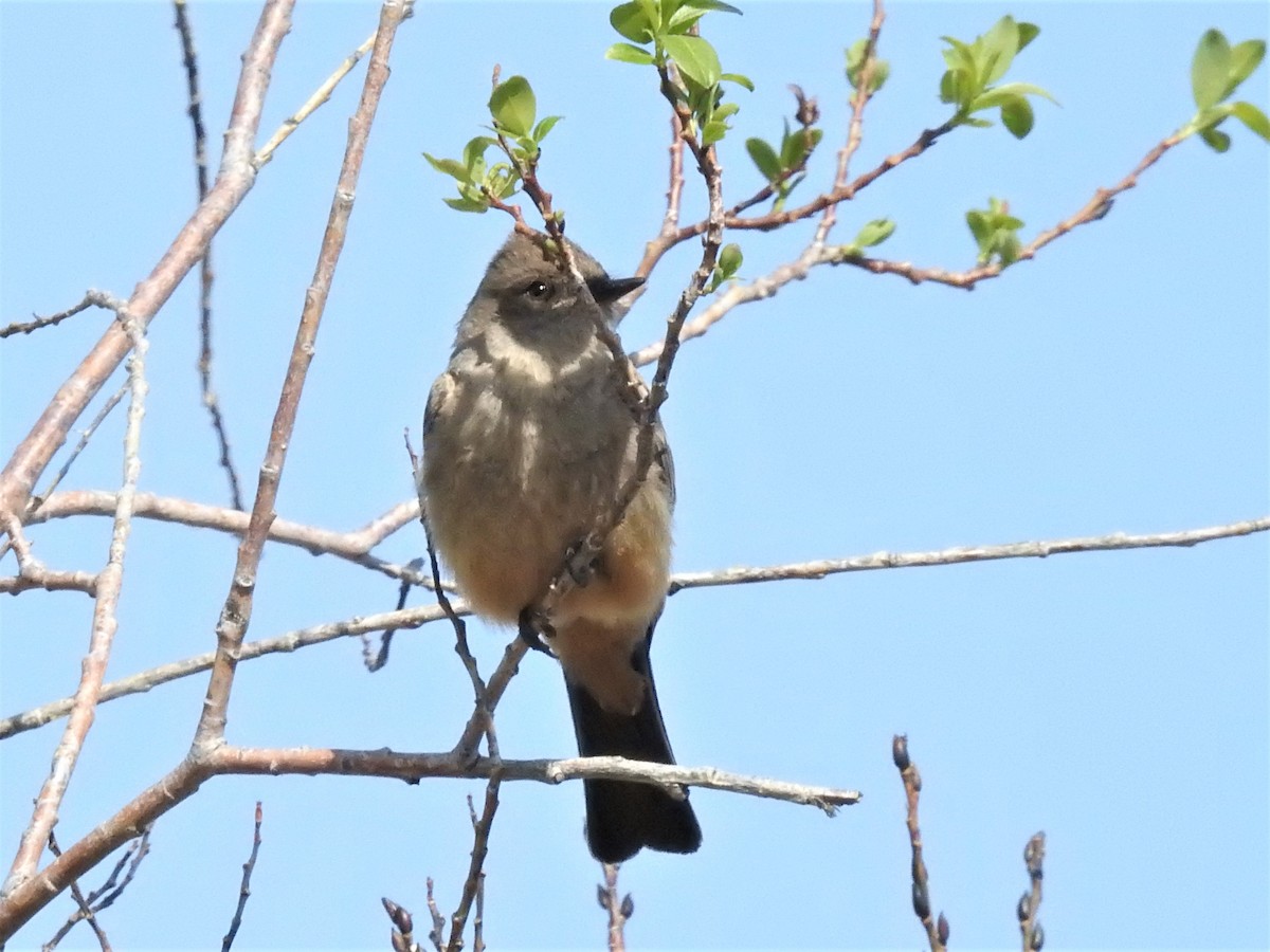 Say's Phoebe - Stan Shadick