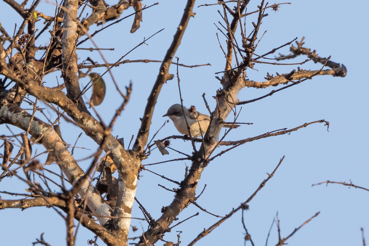 Lesser Whitethroat (Hume's) - ML464550061