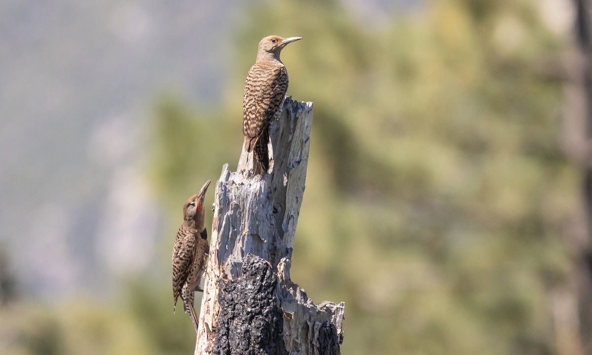 Northern Flicker (Red-shafted) - Paul Fenwick